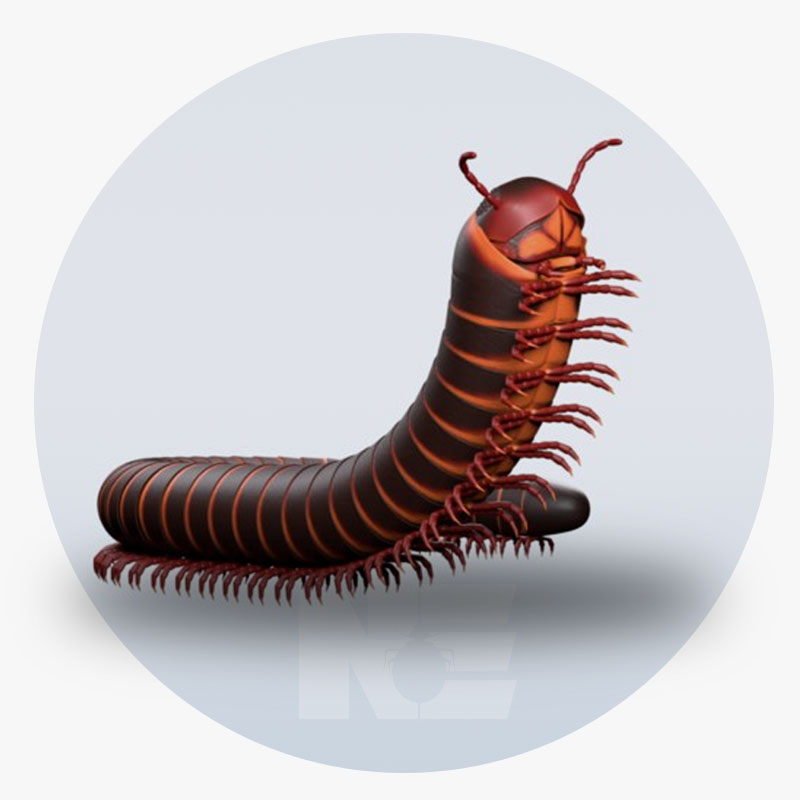 Millipede