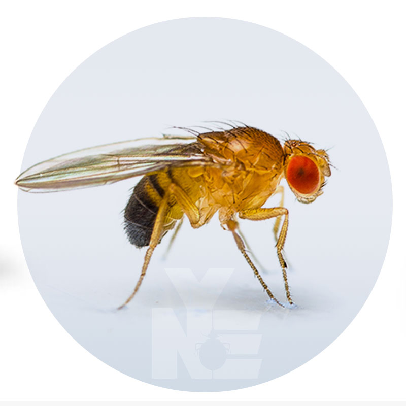 Fruit Flies