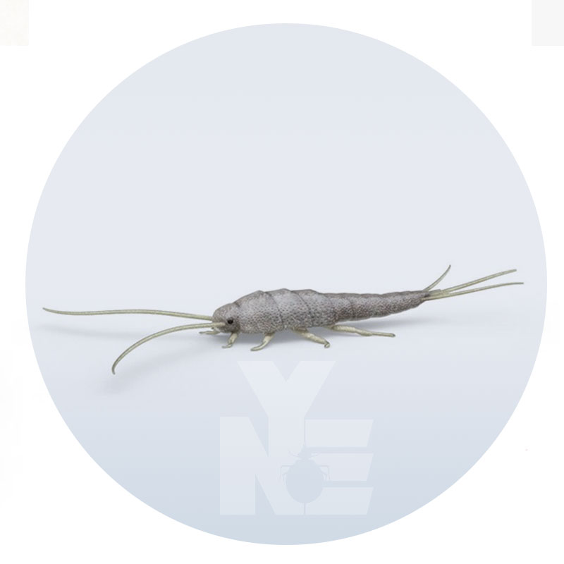 Silverfish