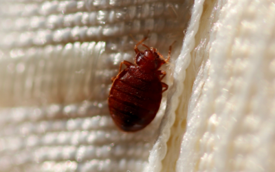 How to Avoid Getting Bed Bugs