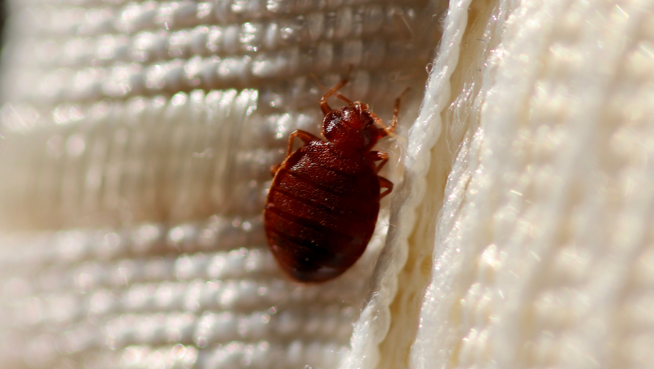 How to Avoid Getting Bed Bugs