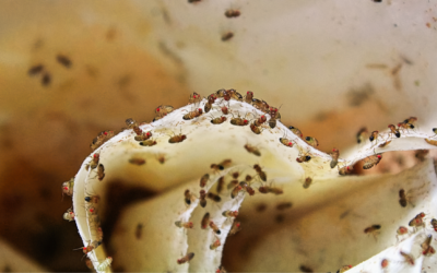 Where do fruit flies come from?