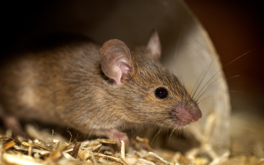 How to Get Rid of Mice and Other Creepy Crawlers this Season