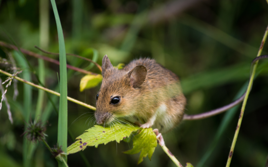 Why It’s Important to Keep Mice Out