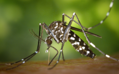 Summer Pest Forecast & Mosquito Prevention Tips