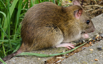 Mice and Rat Solutions for the Winter Months