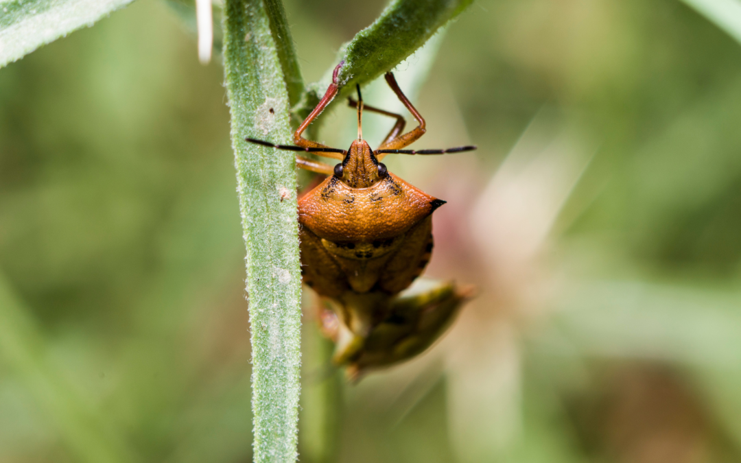 Why NOW Is the Best Time to Avoid Stink Bugs