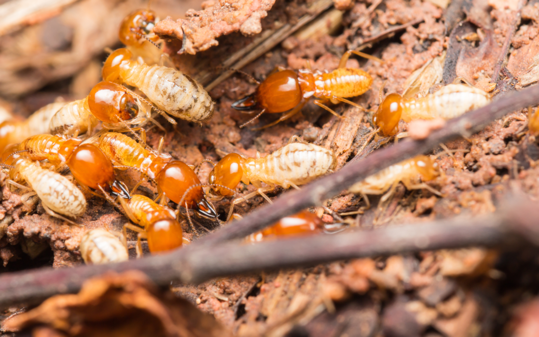 Signs of Termite Infestation: Myths vs. Facts