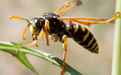 How to get rid of wasps and keep them away