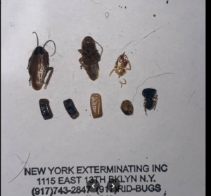 German cockroach infestation in NYC apartment showing adults, nymphs, droppings and egg cases (ootheca)