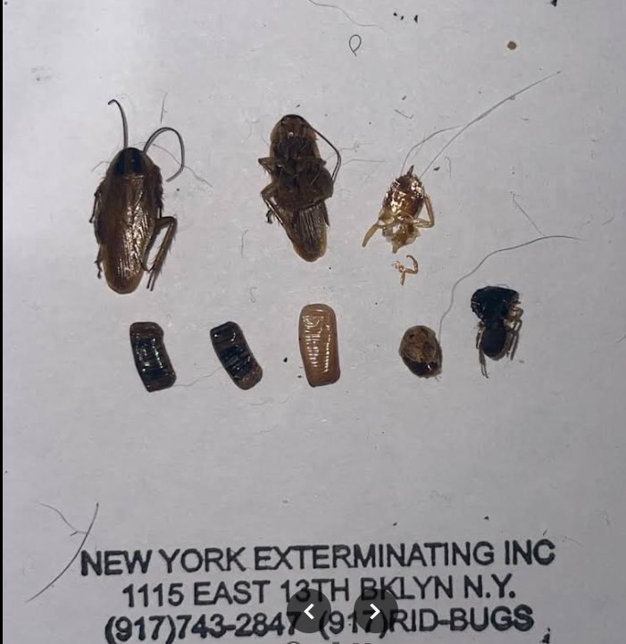 German cockroach infestation in NYC apartment showing adults, nymphs, droppings and egg cases (ootheca)
