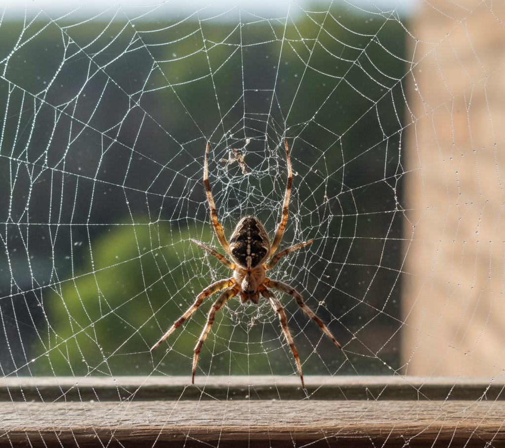 A large spotted orb-weaver spider is centered in a detailed, dew-covered web spun across a window pane, with a blurry green and brown natural background visible through the glass. The spider is positioned on a weathered wooden window sill.