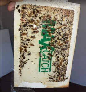 german cockroaches trapped in glue trap