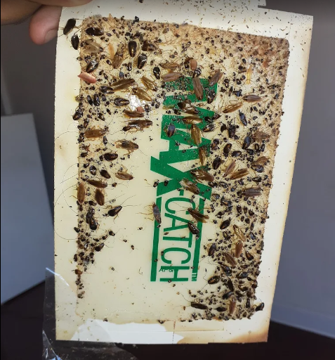 german cockroaches trapped in glue trap