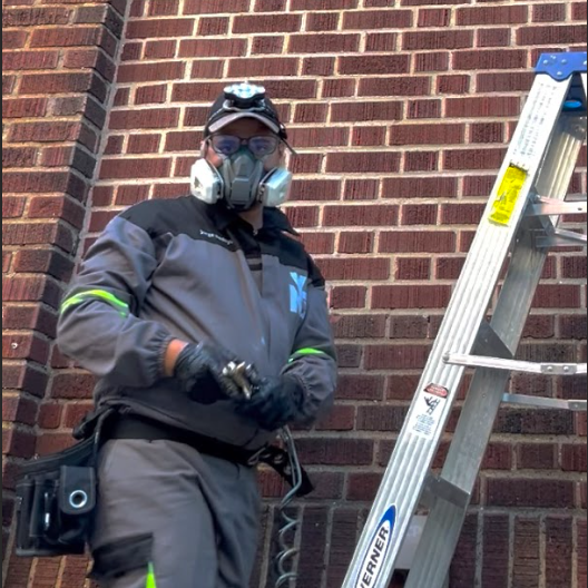 pest control mice midwood brooklyn