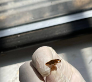 Adult female German cockroach identified by a certified entomologist