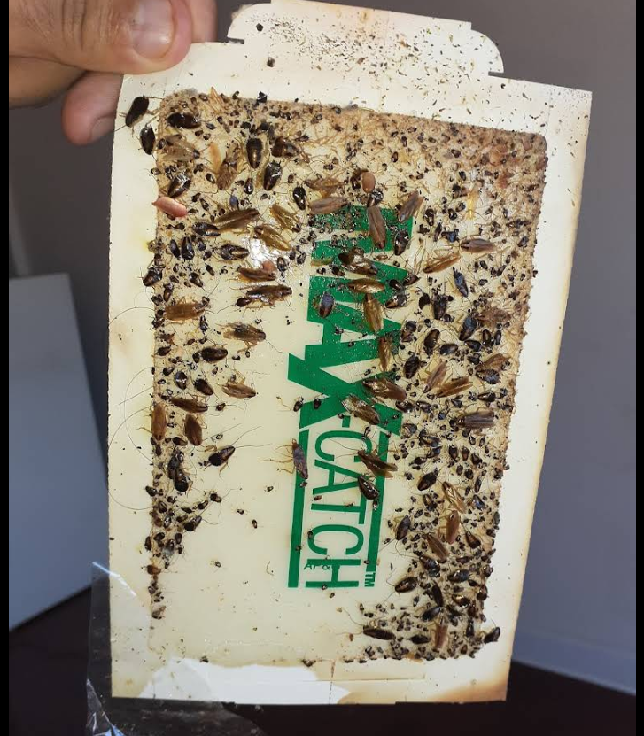 German cockroaches at all life stages on a monitor