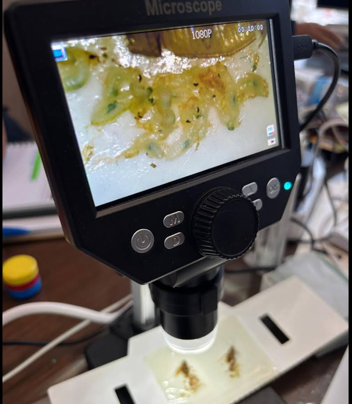 Microscope view of German cockroach egg-case development showing embryos, from an ACE-led class