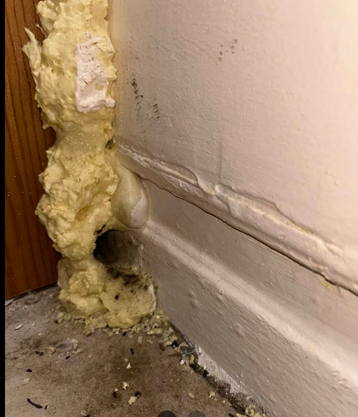 Mouse-chewed spray foam showing why foam fails for rodent exclusion, NYC