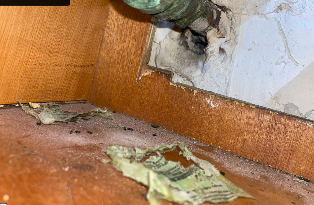 Rodent bait eaten but entry hole left unsealed by another company, Brooklyn