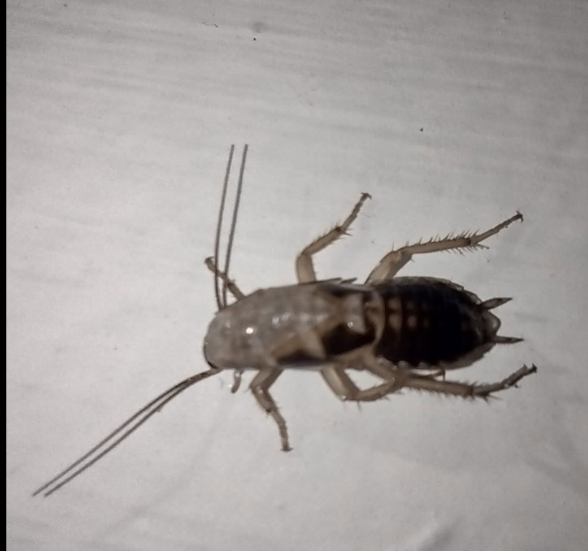 Camel cricket (spider cricket) identified during an NYC inspection