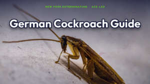 How to get rid of German cockroaches in NYC, a cockroach close-up, by New York Exterminating, ACE-led.