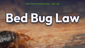 NYC bed bug laws and tenant rights.