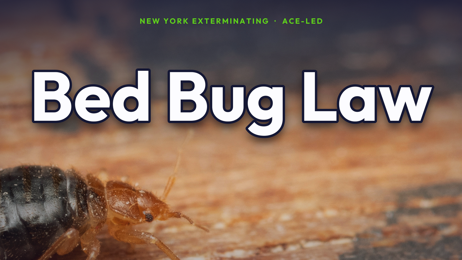 NYC bed bug laws and tenant rights.