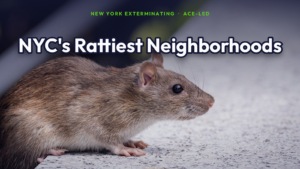 NYC's rattiest neighborhoods 311 rodent-complaint data study, a city rat, by New York Exterminating, ACE-led.