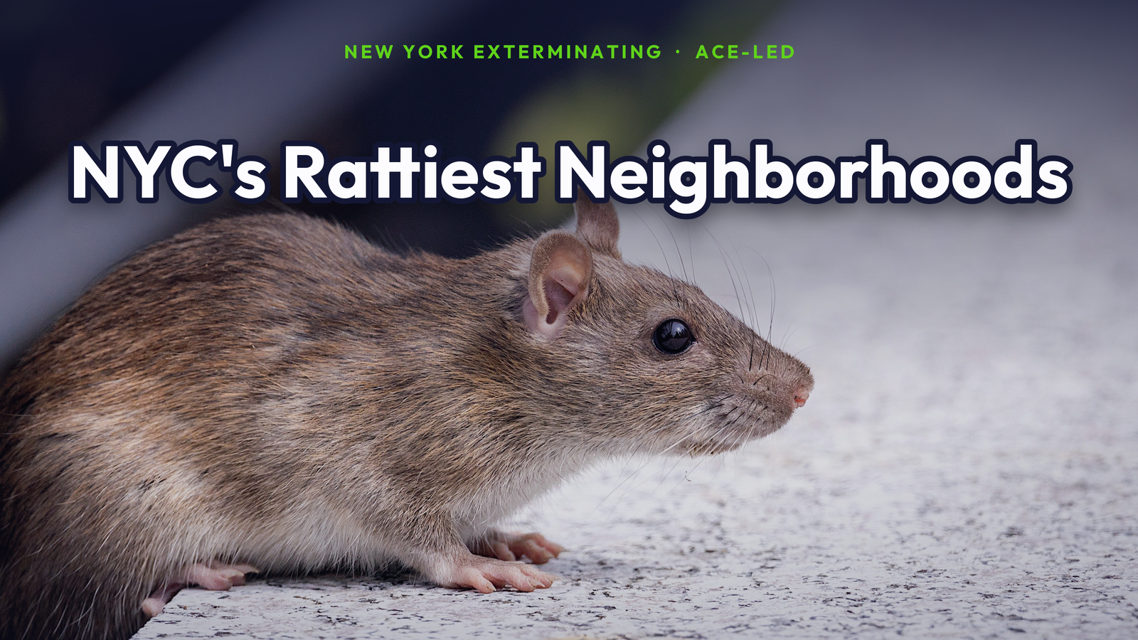 NYC's rattiest neighborhoods 311 rodent-complaint data study, a city rat, by New York Exterminating, ACE-led.