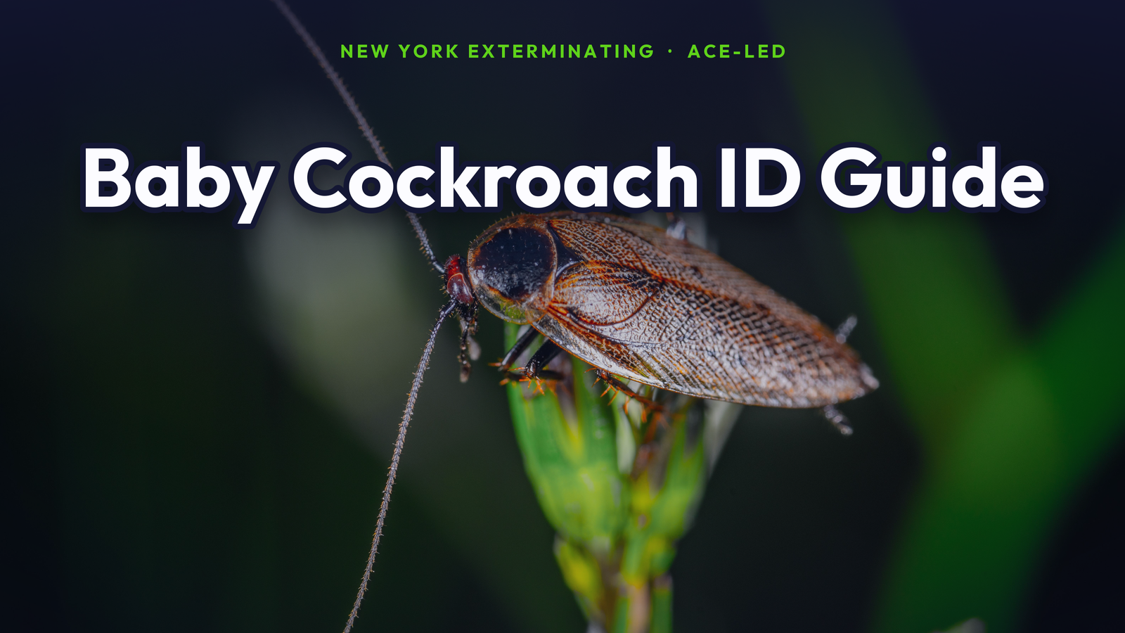 What baby cockroaches look like, a NYC cockroach identification guide by New York Exterminating, ACE-led.