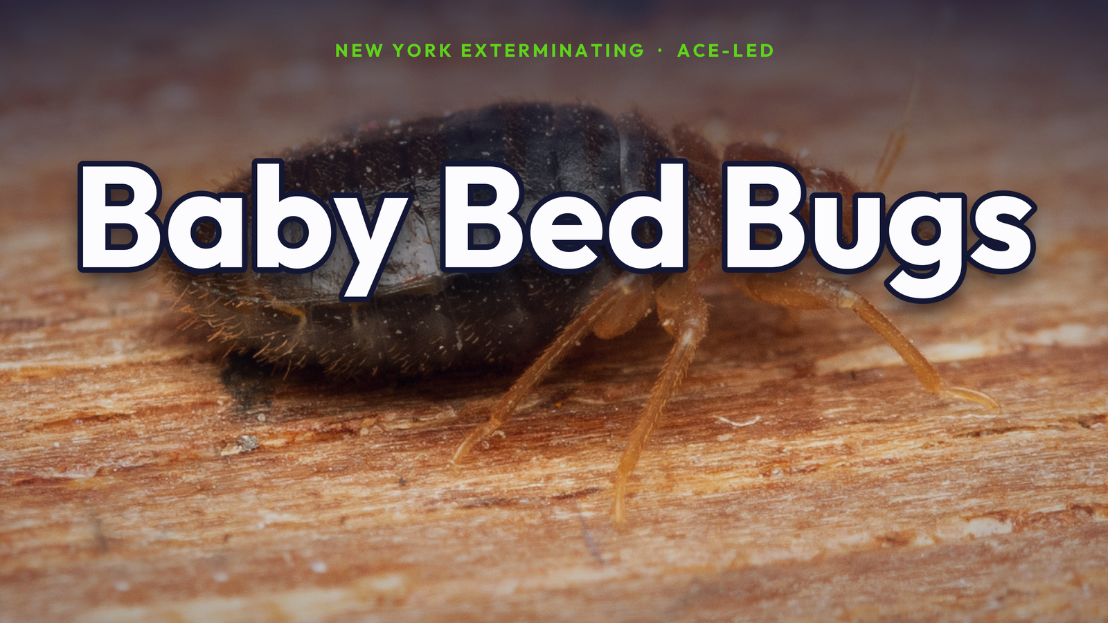 What baby bed bugs look like — NYC ACE guide.