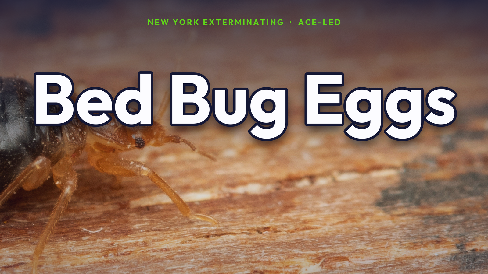 What bed bug eggs look like — NYC ACE guide.