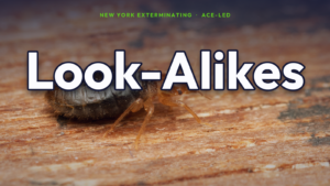 Bugs that look like bed bugs — NYC look-alike guide.