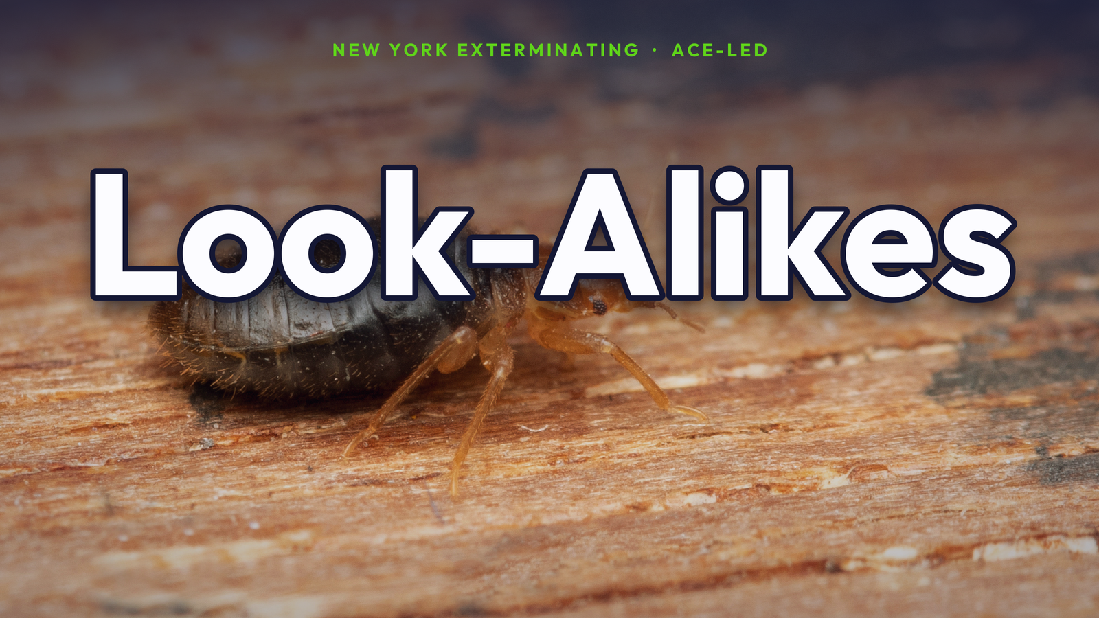 Bugs that look like bed bugs — NYC look-alike guide.