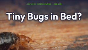 Tiny bugs in your bed in NYC — identification guide.