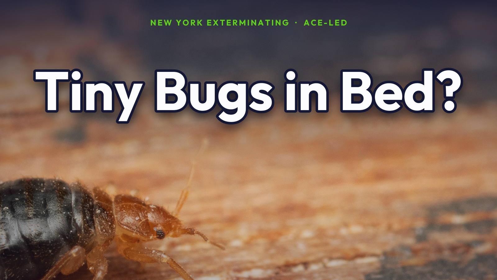 Tiny bugs in your bed in NYC — identification guide.