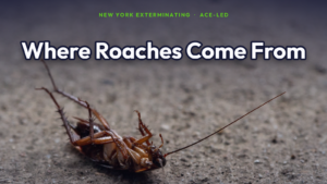 Where cockroaches come from and what attracts them in NYC, by New York Exterminating, ACE-led.