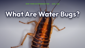 What water bugs are and how they compare to NYC cockroaches, by New York Exterminating, ACE-led.