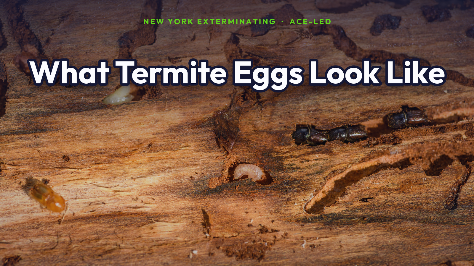 What termite eggs look like and termite-damaged wood in NYC, by New York Exterminating, ACE-led.