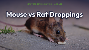 Mouse versus rat droppings identification for NYC homes, by New York Exterminating, ACE-led.