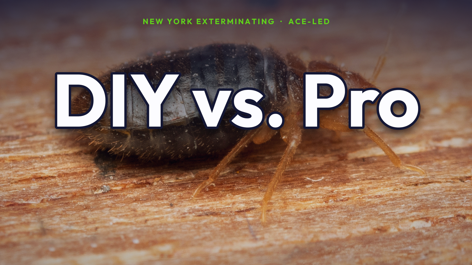 DIY vs. professional bed bug treatment in NYC.