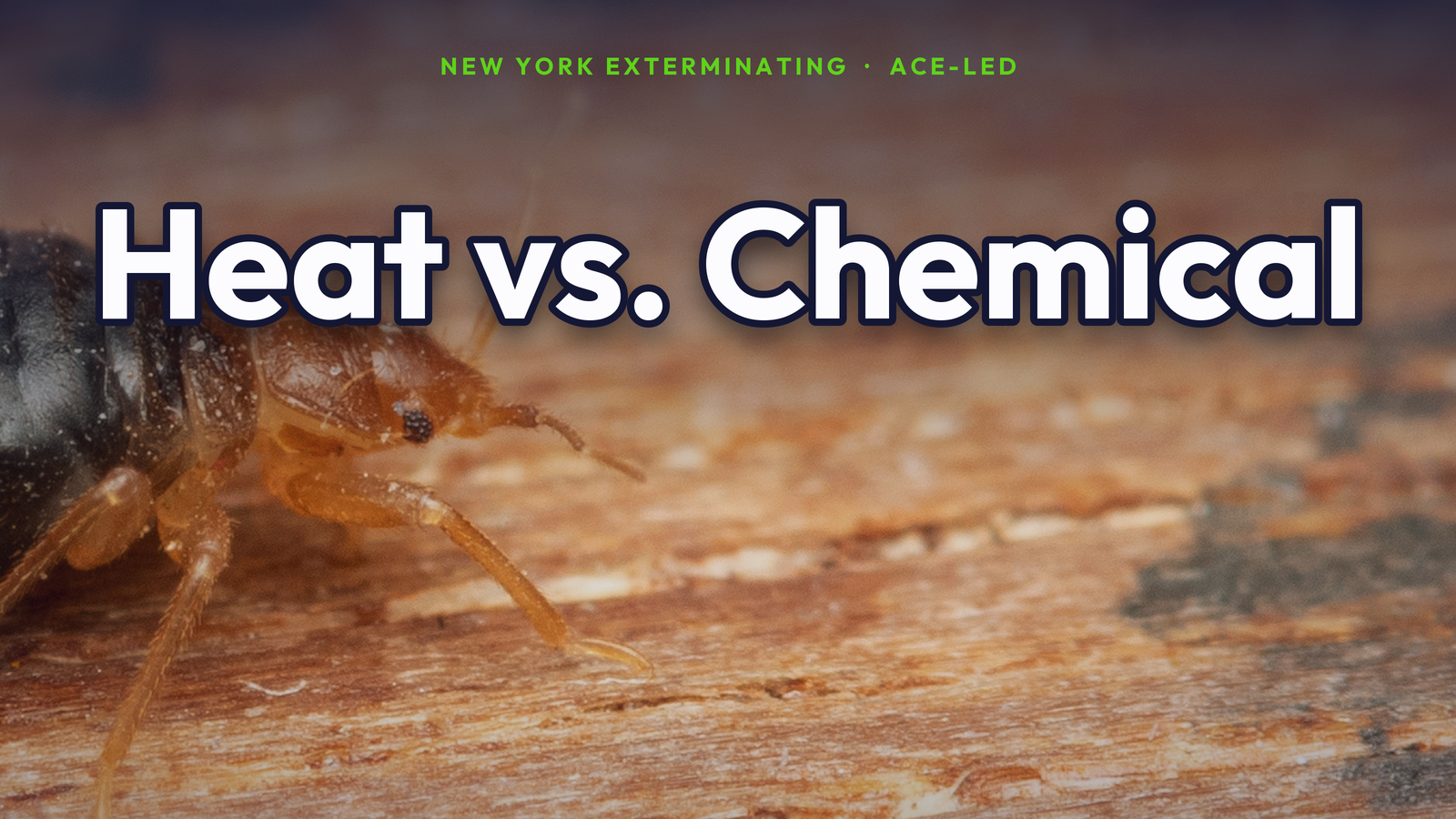 Heat vs. chemical bed bug treatment in NYC.