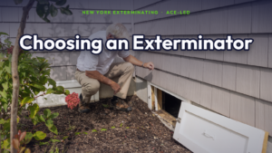 How to choose an exterminator in NYC — home inspection.
