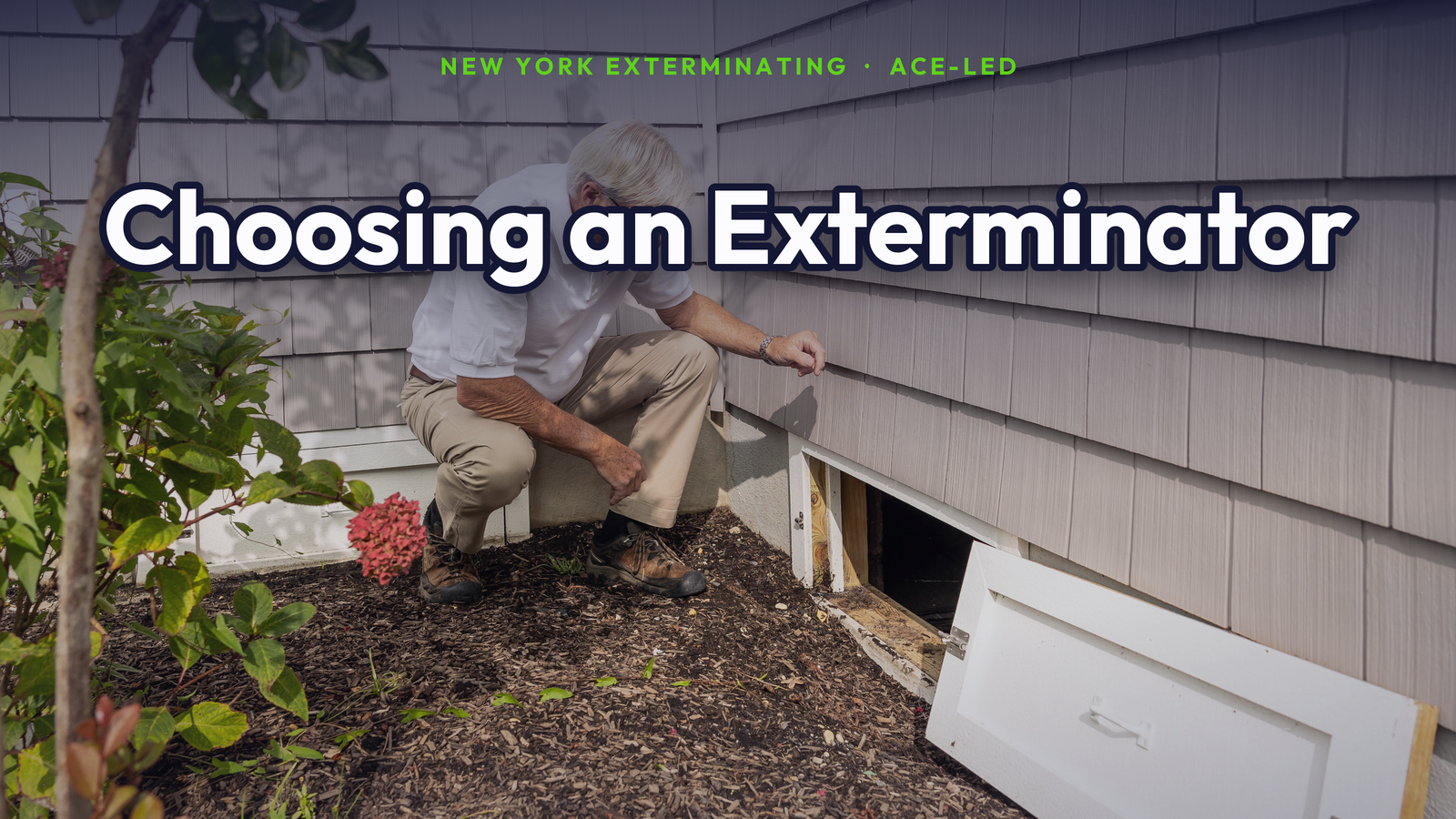 How to choose an exterminator in NYC — home inspection.