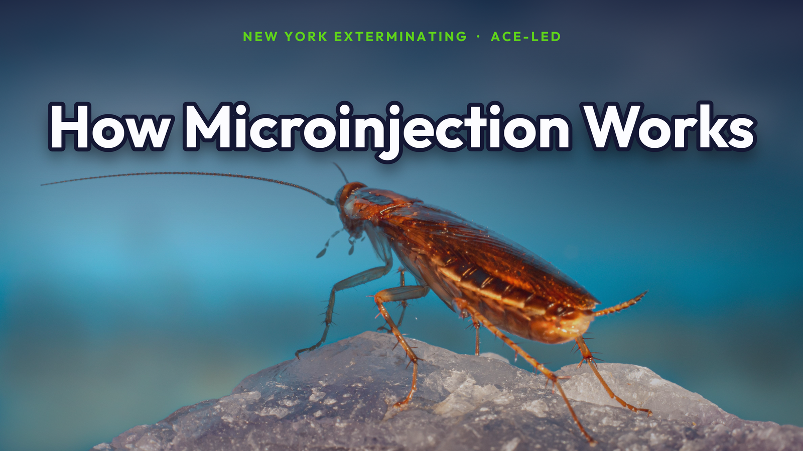 How microinjection pest control works for German cockroaches, by New York Exterminating, ACE-led.