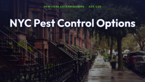 NYC pest control options compared on a Brooklyn brownstone street, by New York Exterminating, ACE-led.
