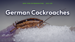 German cockroach control in NYC — real Blattella germanica, ACE-led.