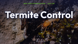 Termite control and inspection in NYC.