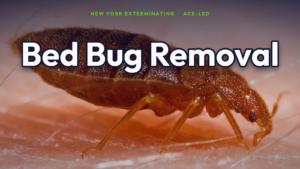 Bed bug removal in NYC — real adult Cimex lectularius bed bug, ACE-led treatment.